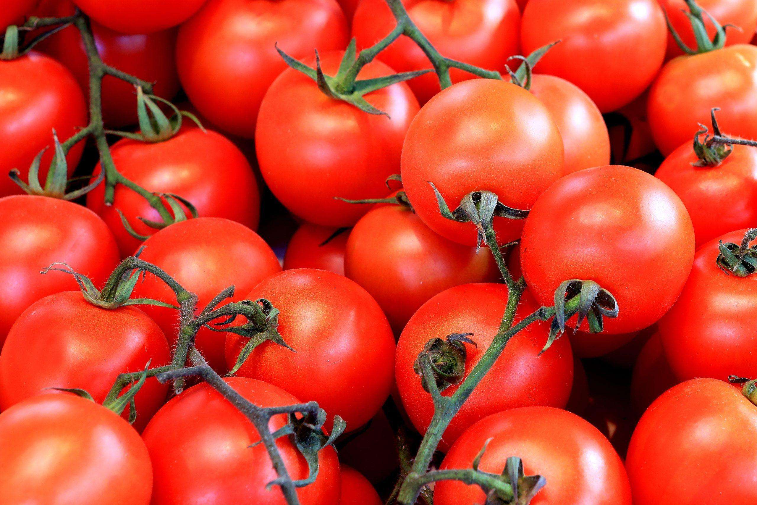 Tomatenpracht